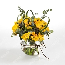 Freesia