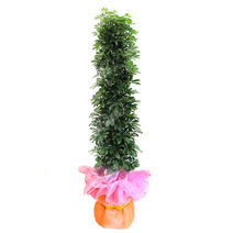 홍콩야자B형