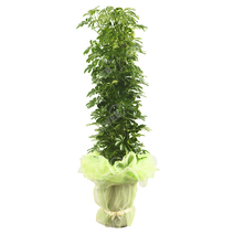 홍콩야자A형